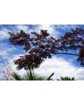 Albizia julibrissin Summer Chocolate 
